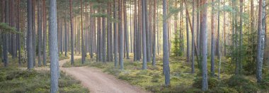 Görkemli Evergreen Ormanı 'nın tepelerinden geçen yol. Güçlü çam ağaçları, ladin ağaçları, yosunlar, bitkiler. Finlandiya. Yumuşak altın gün batımı ışığı. Idyllic sonbahar sahnesi. Doğa, mevsimler, çevre, eko-turizm