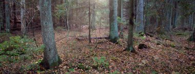 Görkemli Evergreen Ormanı 'nın tepelerinden geçen yol. Güçlü çam ağaçları, ladin ağaçları, yosunlar, bitkiler. Finlandiya. Yumuşak altın gün batımı ışığı. Idyllic sonbahar sahnesi. Doğa, mevsimler, çevre, eko-turizm