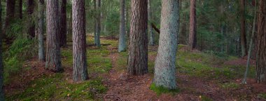 Görkemli Evergreen Ormanı 'nın tepelerinden geçen yol. Güçlü çam ağaçları, ladin ağaçları, yosunlar, bitkiler. Finlandiya. Yumuşak altın gün batımı ışığı. Idyllic sonbahar sahnesi. Doğa, mevsimler, çevre, eko-turizm