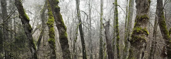Las Liściasty Gęstej Porannej Mgle Suche Drzewa Mech Gałęzie Bliska — Zdjęcie stockowe