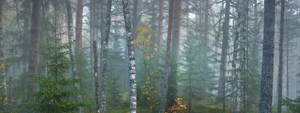 Mäktiga Trädsiluetter Tjock Dimma Ljuset Flödar Genom Stammarna Mörk Mystisk — Stockfoto