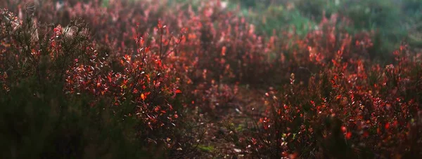 Forest Floor Red Autumn Leaves Morning Fog Soft Sunlight Mysterious — Stockfoto