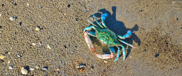 Caranguejo Brinquedo Verde Colorido Uma Praia Areia Close Mar Báltico — Fotografia de Stock