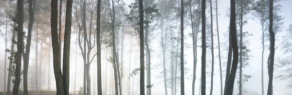 Hatalmas Sziluettek Sűrű Ködben Fény Átáramlik Csomagtartókon Sötét Misztikus Erdei — Stock Fotó