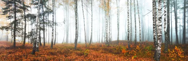 Vue Panoramique Sur Forêt Bouleaux Brumeux Par Une Journée Nuageuse — Photo