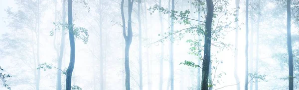 Могучие Силуэты Деревьев Густом Тумане Свет Текущий Через Стволы Темно — стоковое фото