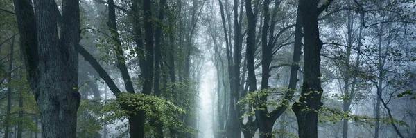 Almanya 'da, yoğun bir sabah sisinde, eski uzun altın ıhlamur ağaçlarının arasından geçen boş bir çakıl yolu. Şehir parkında bir sokak. Doğal tünel. Gizemli sonbahar manzarası. Resmi kavra
