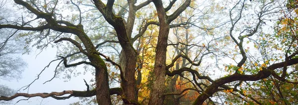 Starożytny Dąb Kolorowymi Liśćmi Porannej Mgle Gałęzie Bliska Jesień Pory — Zdjęcie stockowe