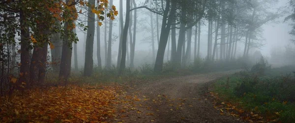 Carretera Rural Solo Carril Través Del Oscuro Bosque Pinos Místicos —  Fotos de Stock