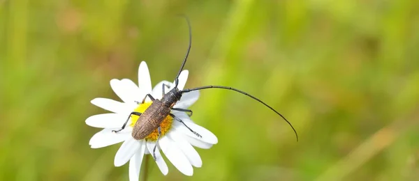 Maggiolino Monochamus Sutor Parassita Del Legno Habitat Naturale Estremo Primo — Foto Stock