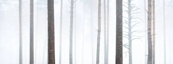 Панорамный Вид Туманный Осенний Лес Могучие Стволы Сосен Крупным Планом — стоковое фото