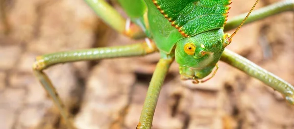 Unikalny Ogromny Zielony Konik Polny Tettigoniidae Siliquofera Grandis Laboratorium Zoo — Zdjęcie stockowe