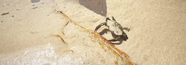 Crabe Rivage Carcinus Maenas Eau Salée Verte Dans Habitat Naturel — Photo