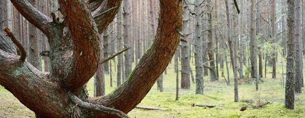 Antiguo Pino Alto Poderoso Bosque Siempreverde Durante Temporada Otoño Niebla — Foto de Stock