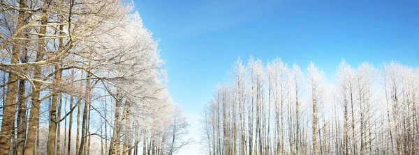 Met Sneeuw Bedekt Bos Een Sneeuwstorm Machtige Bomen Van Dichtbij — Stockfoto