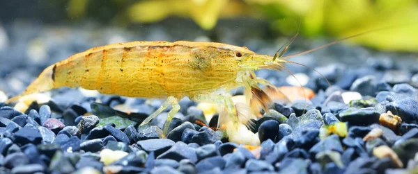 Zuidoostaziatische Garnalen Van Het Geslacht Atiopsis Aquarium Close Zoölogie Kankerkunde — Stockfoto