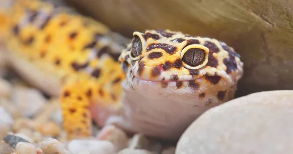 Leopard Gecko Eublepharis Macularius Zoo Close Close 에스토니아 탈린입니다 인물화 — 스톡 사진