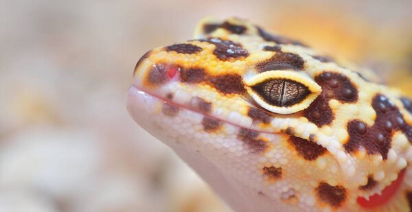 Leopard gecko Eublepharis macularius in the Zoo, close-up. Tallinn, Estonia. Portrait art, zoology, herpetology, environmental conservation, science, education concepts