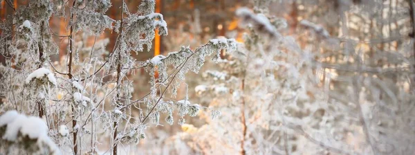 Met Sneeuw Bedekt Bos Een Sneeuwstorm Machtige Bomen Van Dichtbij — Stockfoto