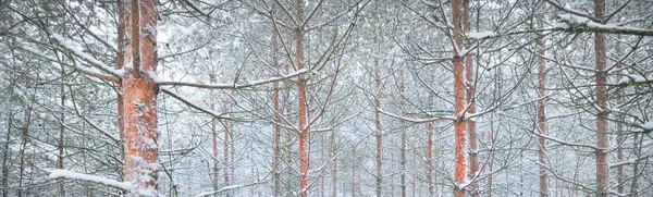 Una Foresta Pini Innevata Una Bufera Neve Potenti Alberi Sempreverdi — Foto Stock