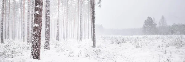 Forêt Pins Enneigés Dans Blizzard Puissants Arbres Sempervirents Gros Plan — Photo