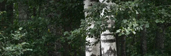 Vidoeiros Uma Floresta Decídua Verde Troncos Árvore Close Letónia Cena — Fotografia de Stock