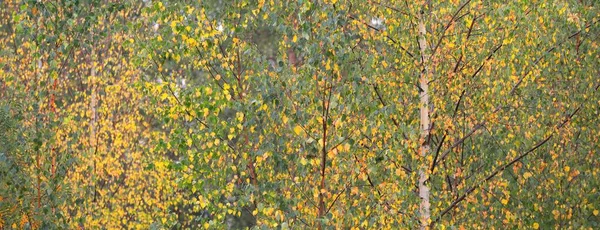 緑の落葉樹林で黄金の白樺の木 木の幹を閉じるまで ラトビア 牧歌的な秋のシーン 大気の風景 生態系 環境保全のテーマ — ストック写真