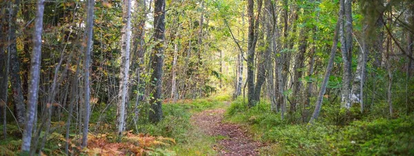 Bosque Siempreverde Cerca Costa Rocosa Península Hanko Golfo Finlandia Árboles — Foto de Stock