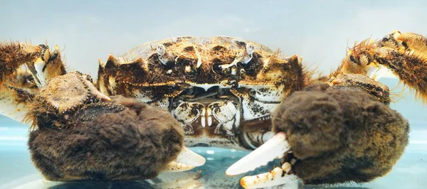 在水族馆中分离的Eriocheir蟹 入侵物种 动物学 生物学 癌症学 动物园实验室 环境破坏和养护 — 图库照片