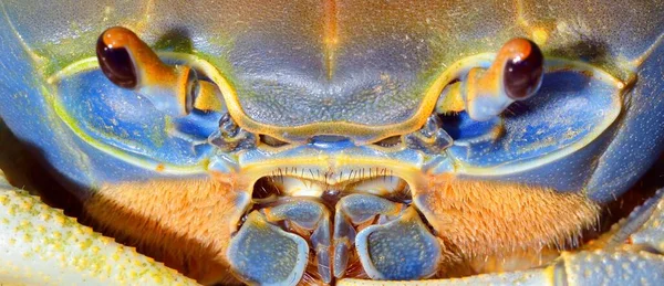 Barevný Kardisomský Krab Extrémní Detailní Záběr Drápu Domácí Zvířata Obchod — Stock fotografie