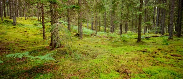 Величественный Северный Вечнозеленый Лес Могучие Сосны Растения Папоротник Мох Чистый — стоковое фото