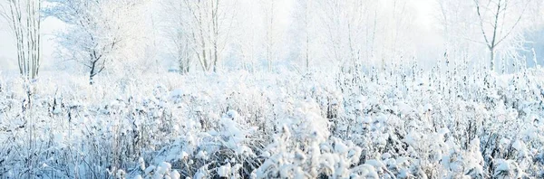 Skogsbotten Torra Växter Rimfrost Närbild Morgondimma Solig Vinterdag Årstider Klimatförändringar — Stockfoto