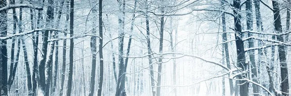 Snow Covered Forest Blizzard Mighty Trees Close Atmospheric Landscape Idyllic — 图库照片