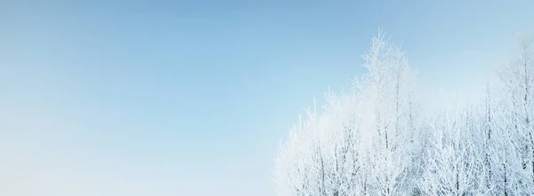 白雪覆盖的森林 巨大的树木特写 大气景观 田园诗般的乡村风景 冬天的仙境全景全景 纯自然 气候变化 — 图库照片