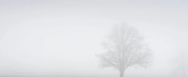 Hatalmas Tölgyfa Egy Sűrű Fehér Reggeli Ködben Légköri Táj Ősz — Stock Fotó