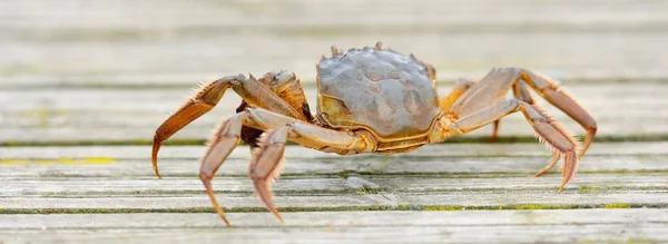 Eriocheir Sinensis Krab Houten Pier Een Vissershaven Close Traditionele Vaartuigen — Stockfoto