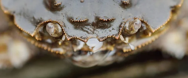 Eriocheir Sinensis Crab Extreme Close Traditional Craft Catching Food Industry — Stock Photo, Image