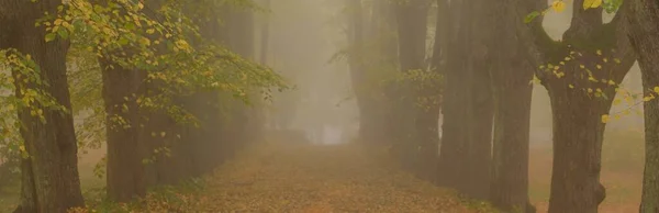 一条穿过金黄色林登树的空旷的石子路 厚厚的晨雾 在城市公园里的小巷 天然隧道神秘的秋天风景 孤独的概念 — 图库照片