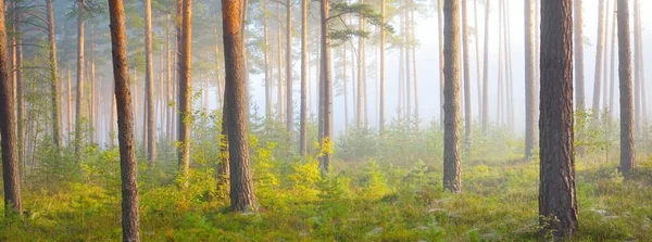 Pfad Einem Majestätischen Immergrünen Kiefernwald Morgennebel Uralte Baumsilhouetten Nahaufnahme Natürlicher — Stockfoto