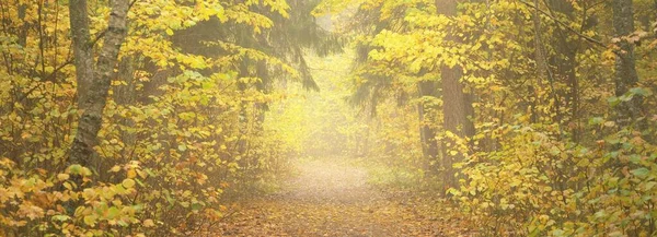 Однополосная Сельская Дорога Аллея Через Лиственные Деревья Естественный Туннель Мягкий — стоковое фото