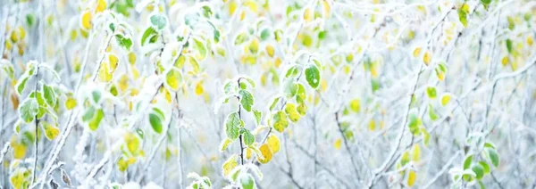 Frozen Plants Young Trees Covered Hoarfrost Colorful Green Yellow Golden — Stock Photo, Image