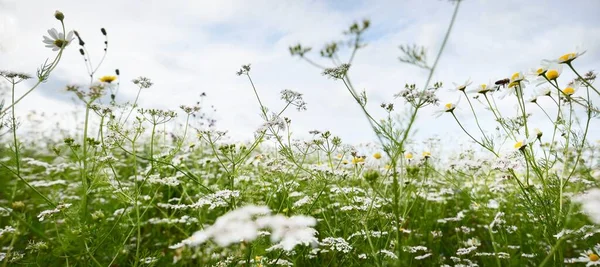 들꽃을 클로즈업합니다 꽃무늬 에스토니아 세토모아 정원가꾸기 생태관광 — 스톡 사진