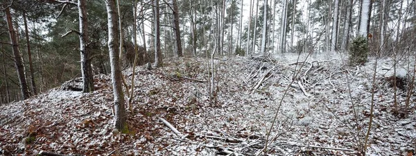 Percorso Tra Colline Del Bosco Sempreverde Una Nebbia Potenti Pini — Foto Stock