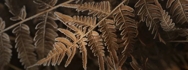 茶色のシダの葉のクローズアップ クリスタルクリア霜 テクスチャ グラフィックリソース ダークゴールド 青銅色の色合い 最初の雪 気候変動 コンセプトアート — ストック写真