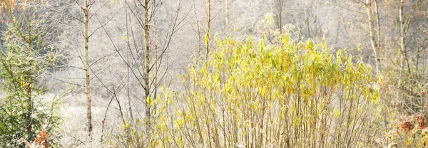 Lesní Louka Zlaté Stromy Pokryté Křišťálově Čistým Chraplavým Porostem Idylická — Stock fotografie