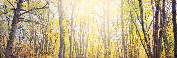 Vista Panorâmica Floresta Outono Árvores Fortes Musgo Folhas Verdes Alaranjadas — Fotografia de Stock