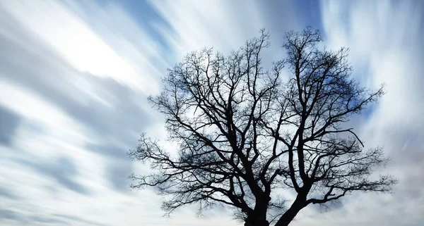 Yapayalnız Kuru Meşe Ağacını Yakından Çek Parlayan Yıldızlı Açık Mavi — Stok fotoğraf