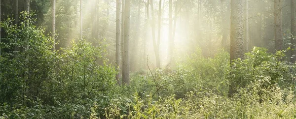 Vista Panorâmica Majestosa Floresta Decídua Verde Pinhal Uma Névoa Matinal — Fotografia de Stock