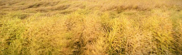 Campo Agrícola Dorado Día Nublado Lluvia Viento Naturaleza Báltica Estaciones — Foto de Stock