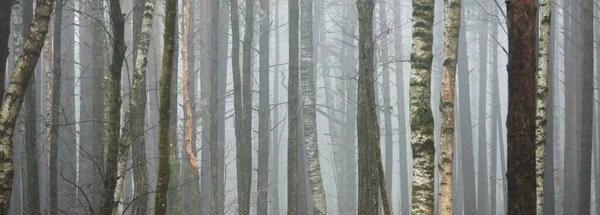 Forêt Sombre Mystérieuse Feuilles Persistantes Dans Épais Brouillard Pin Bouleaux — Photo